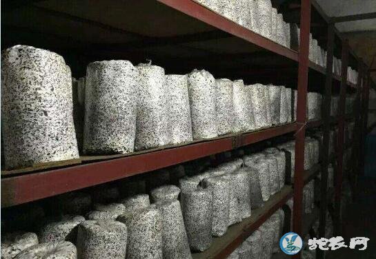 批发平菇菌种、平菇菌种哪里有批发?