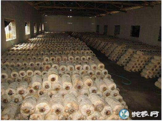 平菇的种植方法,平菇覆土栽培15种方法分享