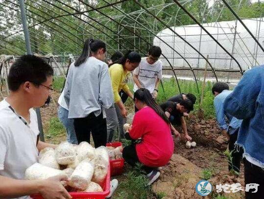 平菇的种植方法,平菇覆土栽培15种方法分享