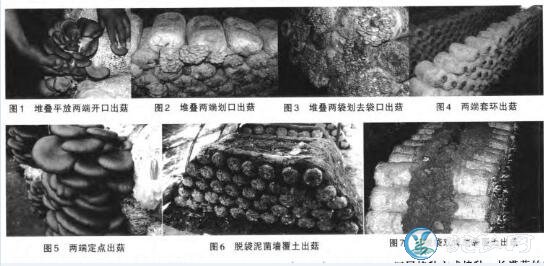 平菇的种植方法,平菇覆土栽培15种方法分享