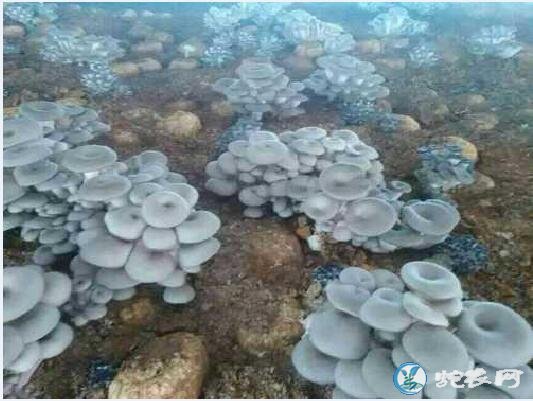 平菇的种植方法,平菇覆土栽培15种方法分享