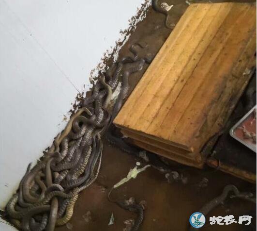 水律蛇养殖场、水律蛇养蛇技术培训哪家好?