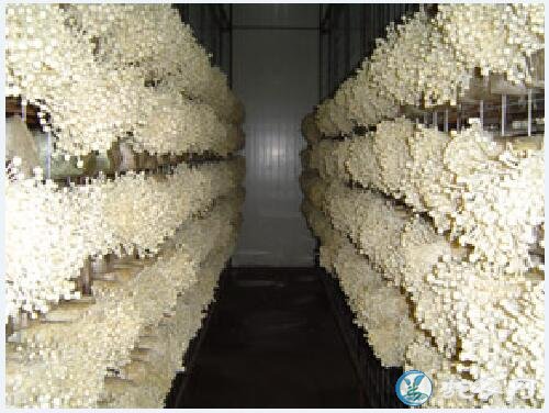 金针菇种植方法、金针菇高产栽培的五个方法
