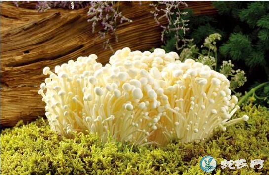 投资金针菇厂要多少钱?种植金针菇要多少成本?