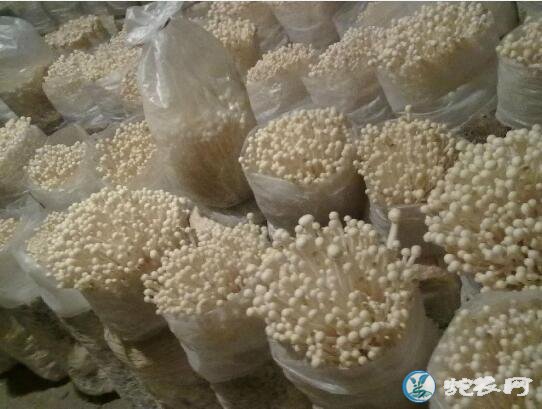 投资金针菇厂要多少钱?种植金针菇要多少成本?