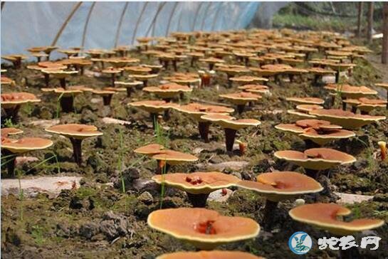 灵芝种植技术、人工种植灵芝有哪些注意事项?
