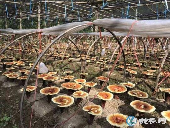 灵芝种植技术、人工种植灵芝有哪些注意事项?