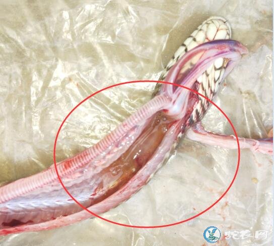 图说养蛇:养蛇人蛇场出现上呼吸道感染死亡解剖分析