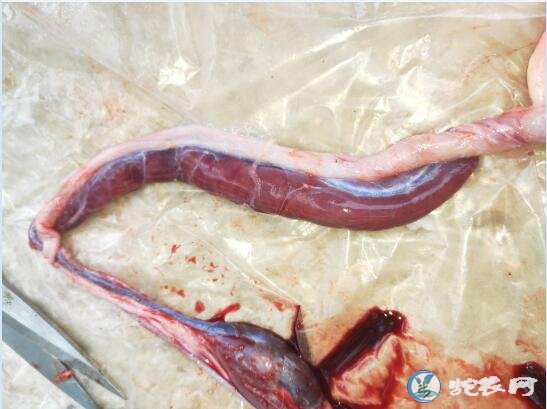 图说养蛇:养蛇人蛇场出现上呼吸道感染死亡解剖分析