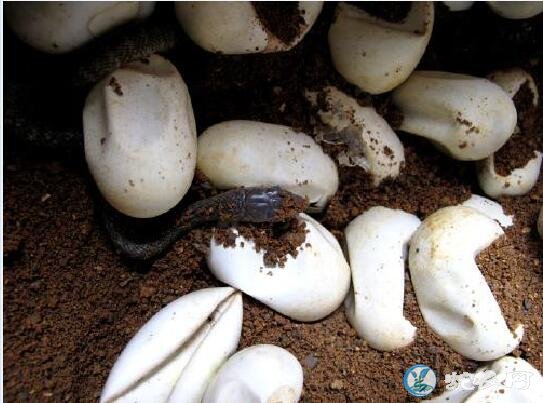 蛇蛋的孵化技术、为什么有的蛇苗闷死都不能出壳？
