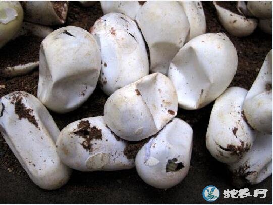 蛇蛋的孵化技术、为什么有的蛇苗闷死都不能出壳？