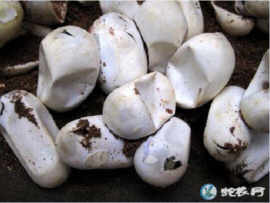 蛇蛋的孵化技术、为什么有的蛇苗闷死都不能出壳?