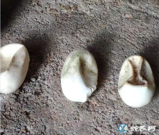 蛇蛋的孵化技术、为什么有的蛇苗闷死都不能出壳?