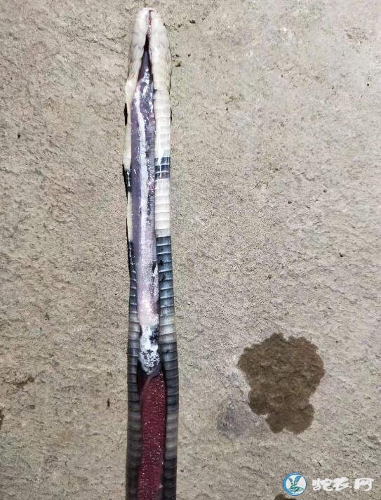 图说养蛇:两例蛇白粉病解剖分享给大家!