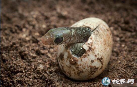水律蛇蛋的孵化出苗率？最好的能达到多少？