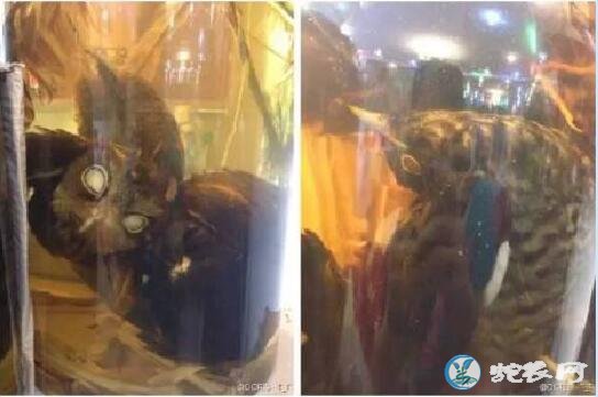 猫头鹰银环蛇金环蛇过山峰蛇一起泡酒有什么功效?