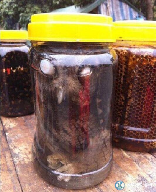 猫头鹰银环蛇金环蛇过山峰蛇一起泡酒有什么功效?