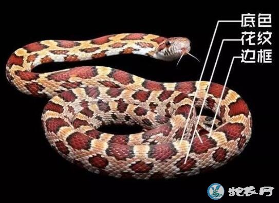 玉米蛇的品种图鉴-Normal原色玉米蛇