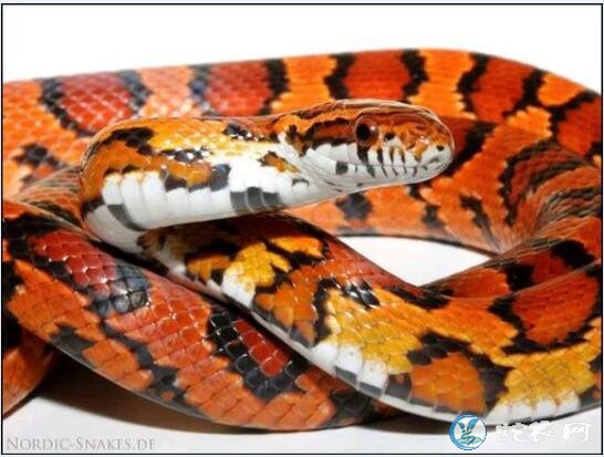 玉米蛇的品种图鉴-Okeetee欧基提玉米蛇