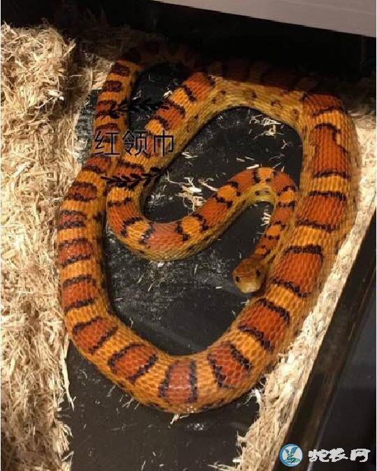 玉米蛇的品种图鉴-Okeetee欧基提玉米蛇