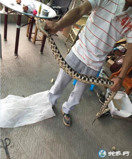 18斤的五步蛇!七盘蛇和五步蛇是一种吗?