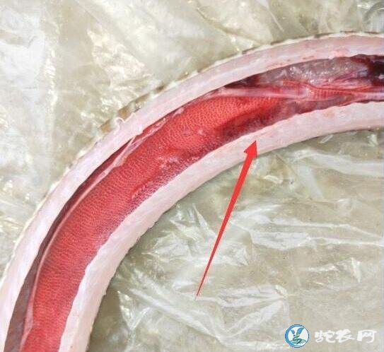 水律蛇咳嗽、水律蛇咳嗽怎么治疗用什么药?