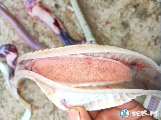 图说养蛇:一列蛇肿瘤、急性肠炎死亡解剖分析