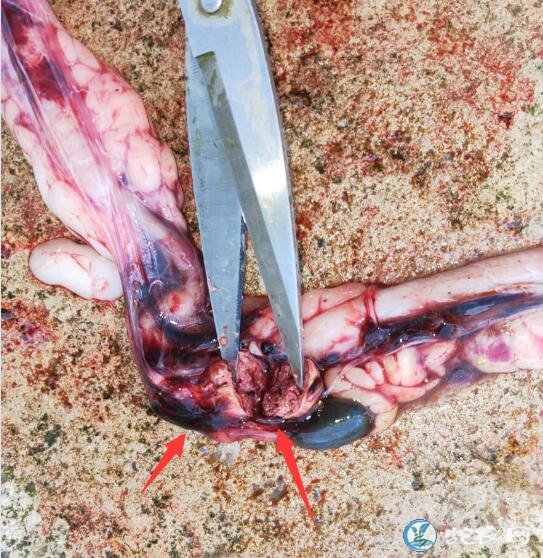 图说养蛇:一列蛇肿瘤、急性肠炎死亡解剖分析