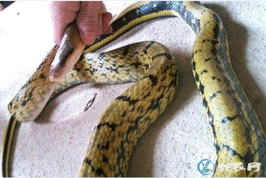 十月丰收稻田出现形似油菜花的蛇是什么蛇？有毒吗？