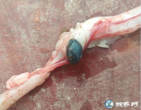 图说养蛇:一蛇友养蛇场爆发109号病解剖分析