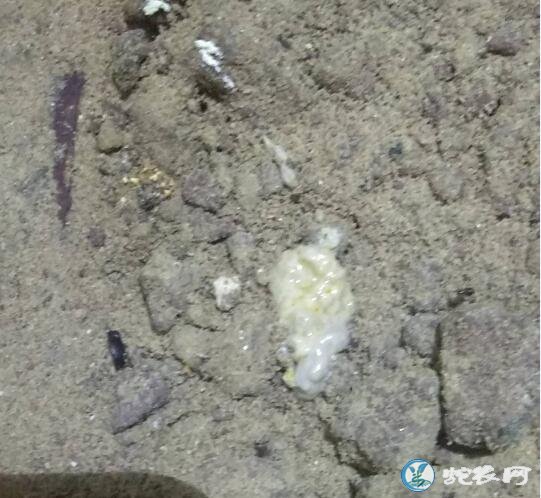 图说养蛇:一蛇友养蛇场爆发109号病解剖分析