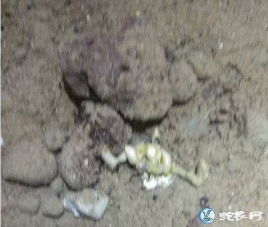 图说养蛇:一蛇友养蛇场爆发109号病解剖分析
