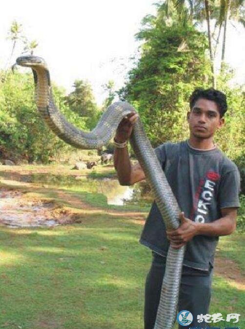 吉尼斯最大的眼镜王蛇