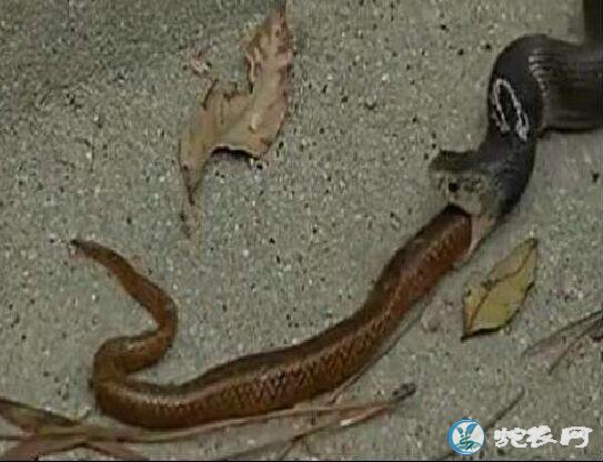 为什么眼镜蛇吃蛇？