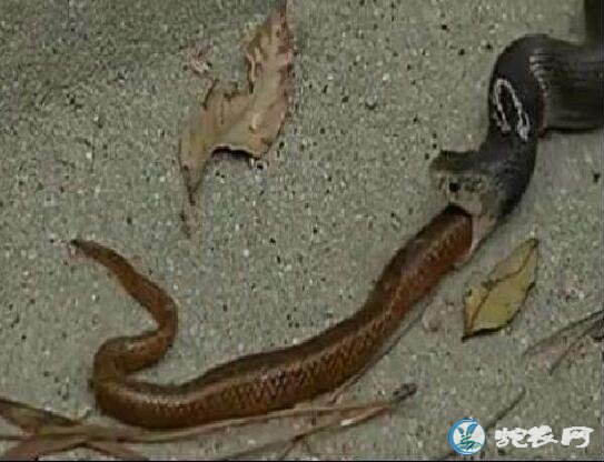 为什么眼镜蛇吃蛇?