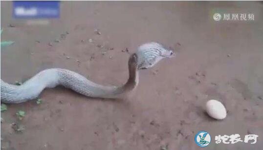 为什么眼镜蛇吃蛇?