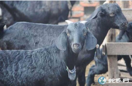 黑山羊养殖、黑山羊养殖基地有哪些？
