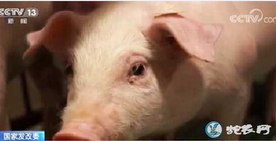 发改委拟投资3亿元补贴生猪生产、多举措保障猪肉市场供应