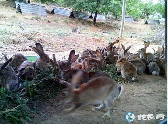 杂交野兔养殖、杂交野兔养殖技术方法