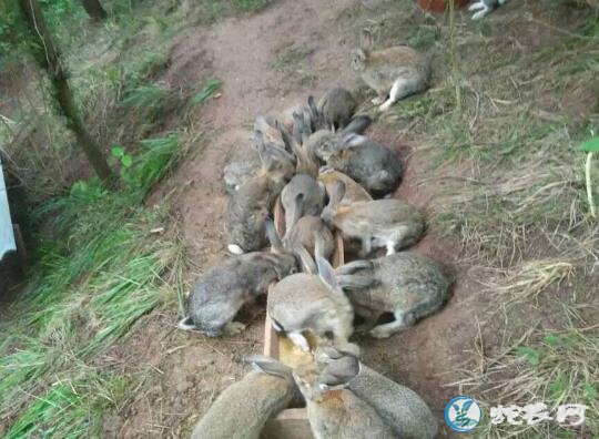 杂交野兔养殖、杂交野兔养殖技术方法
