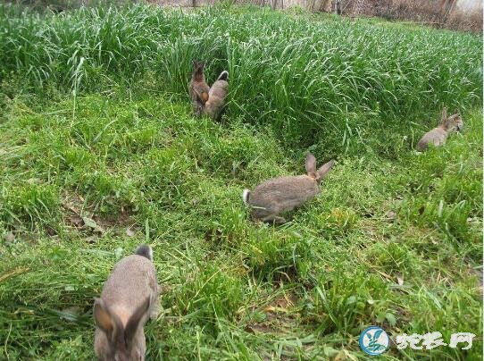 养兔子销路、农村个人养兔子的销路怎么样？
