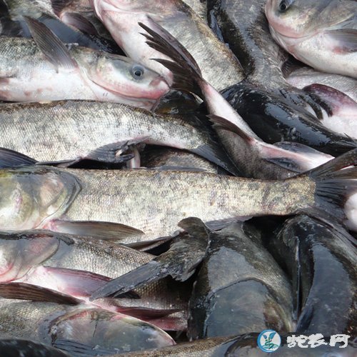 一周水产价格行情分析,看看最近水产养殖价格行情!