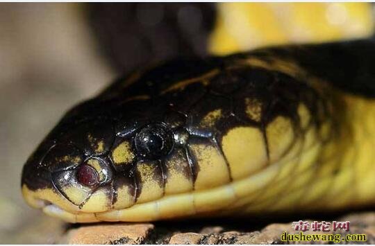 金环蛇、竹叶青、海蛇、腹蛇、蝰蛇哪种是血液型毒蛇？