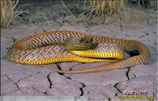 太攀蛇咬人案例、毒蛇致死率评估之内陆太攀蛇