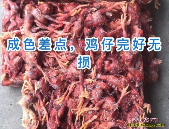 关于蛇饲料小鸡质量的判断