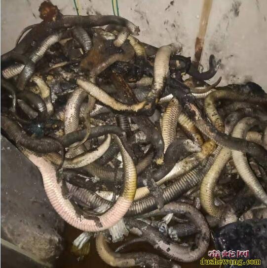 冬季加温养蛇主要火灾!局部加温隐患大!