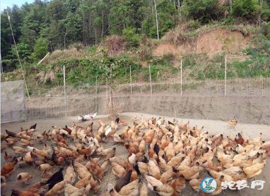 怎么养殖土鸡、农村小规模土鸡从小到大怎么养?