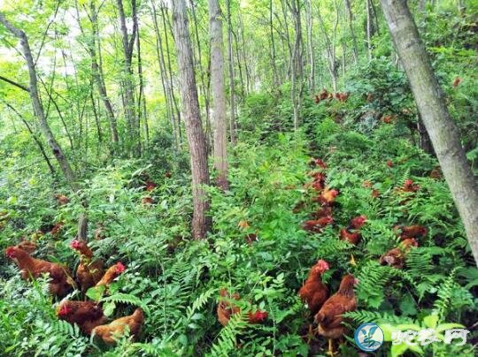 怎么养殖土鸡、农村小规模土鸡从小到大怎么养？