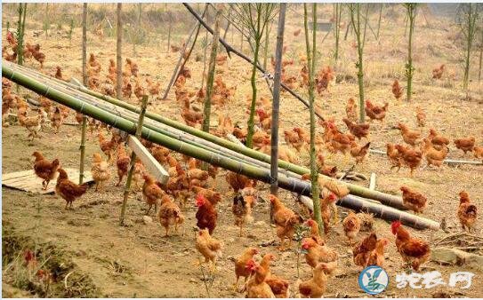 怎么养殖土鸡、怎么养殖土鸡才长的快?不打疫苗?