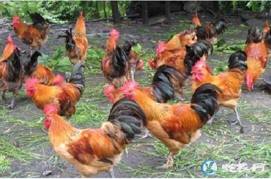 怎么养殖土鸡、怎么养殖土鸡才长的快？不打疫苗？